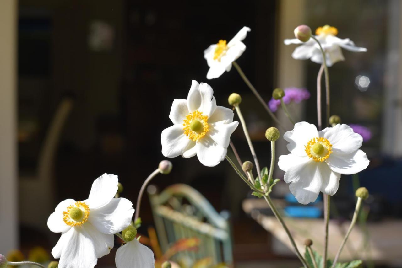 Daisybank Cottage Boutique Bed And Breakfast Brockenhurst Luaran gambar