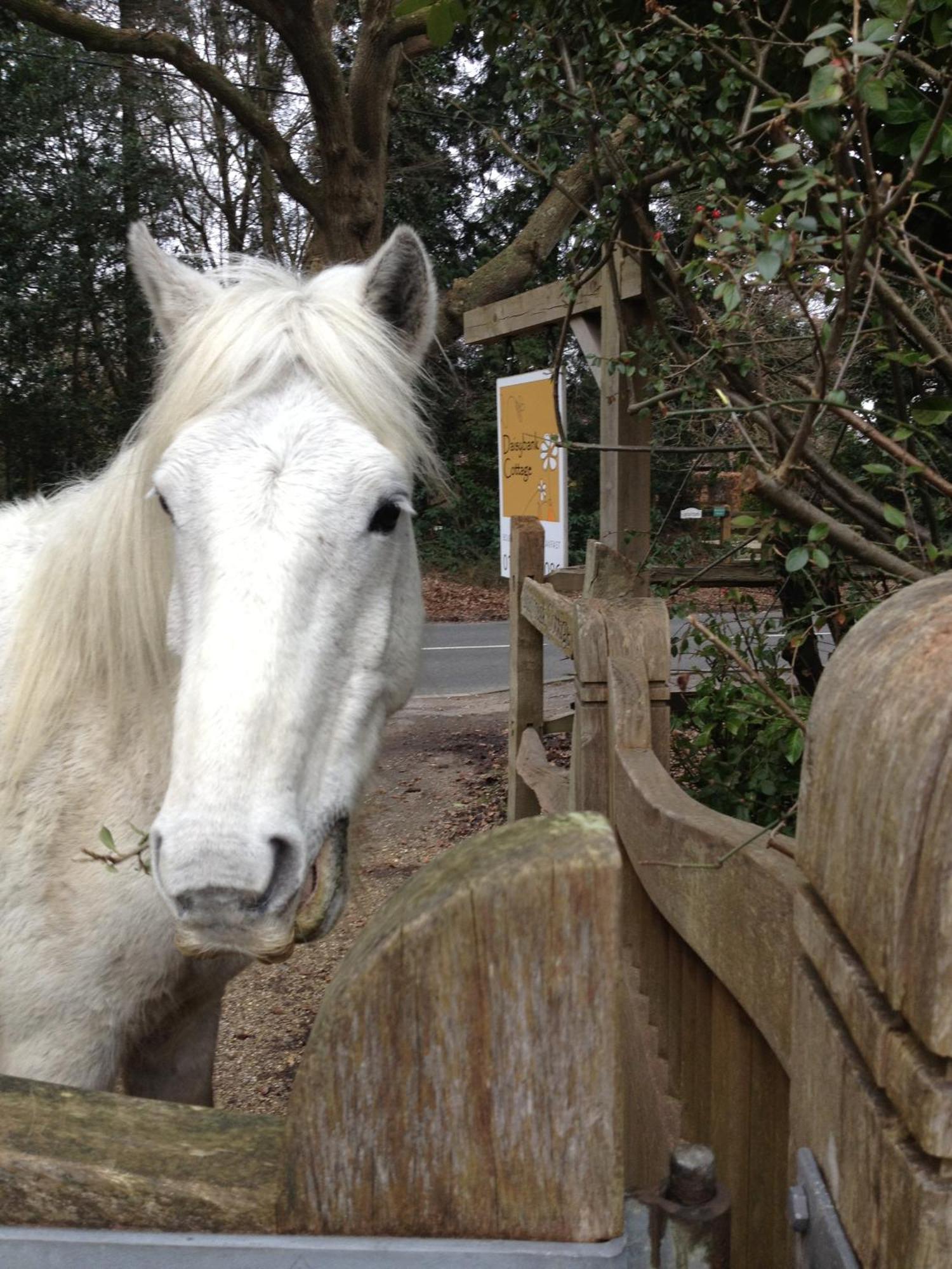 Daisybank Cottage Boutique Bed And Breakfast Brockenhurst Luaran gambar